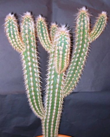 Pilosocereus_gounellei_ssp_zehntneri